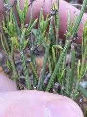 Opercularia vaginata