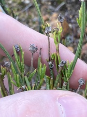 Opercularia vaginata