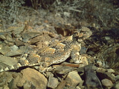 Phrynosoma platyrhinos