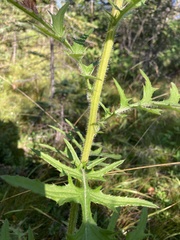 Cirsium muticum
