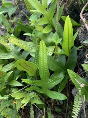 Microsorum scolopendria