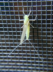 Maccaffertium terminatum terminatum