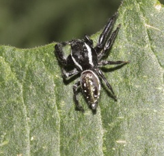 Paraphidippus