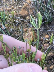 Opercularia vaginata