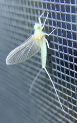 Maccaffertium terminatum terminatum