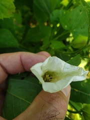 Calystegia sepium