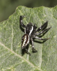 Paraphidippus