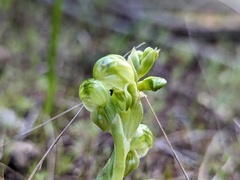 Pterostylis cycnocephala