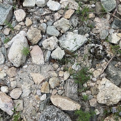 Galium boreale