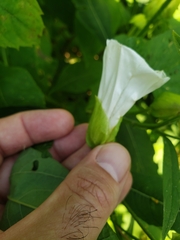 Calystegia sepium