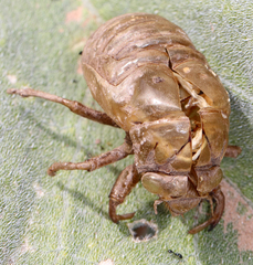 Cicadinae
