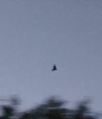 Parastrellus hesperus