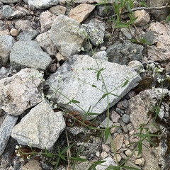 Galium boreale
