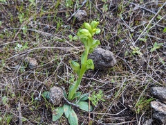 Pterostylis cycnocephala