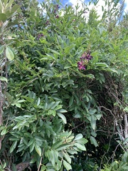 Wisteriopsis reticulata