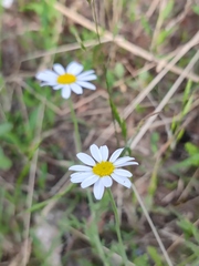 Anthemis ruthenica