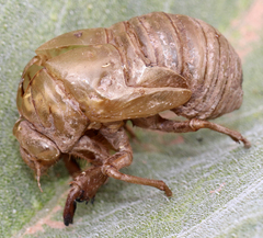 Cicadinae
