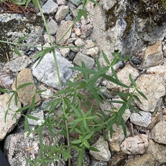 Galium boreale