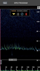 Parastrellus hesperus