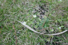 Androsace umbellata