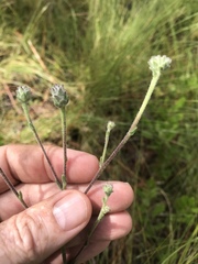 Carphephorus tomentosus