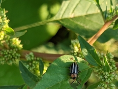 Disonycha glabrata
