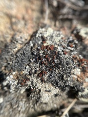 Erichansenia epithallina