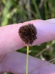 Juncus