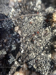 Erichansenia epithallina