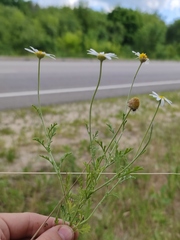 Anthemis ruthenica