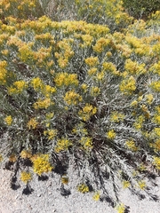 Chrysothamnus viscidiflorus