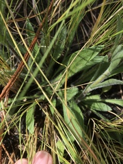 Carphephorus tomentosus