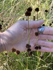 Juncus