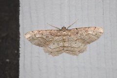 Neoalcis californiaria