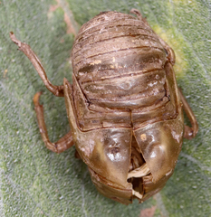 Cicadinae