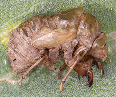 Cicadinae