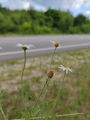 Anthemis ruthenica