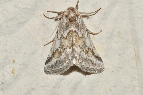 Acopa perpallida photo 2