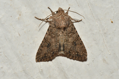 Anarta trifolii