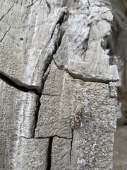 Cyphocleonus achates