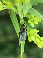 Microrhopala vittata