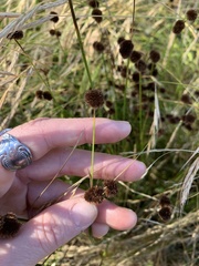 Juncus