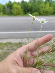 Anthemis ruthenica