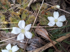 Drosera aberrans