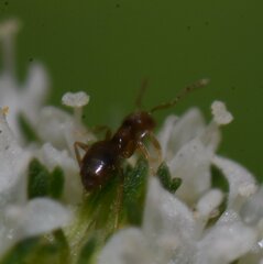 Brachymyrmex obscurior