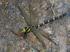 Cordulegaster erronea