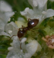 Brachymyrmex obscurior