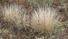 Nassella tenuissima