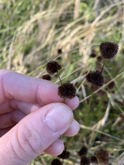 Juncus