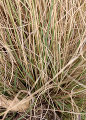 Nassella tenuissima